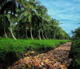 Ilustrasi kebun kelapa yang menjadi denyut nadi perekonomian masyarakat Inhil (foto/int)